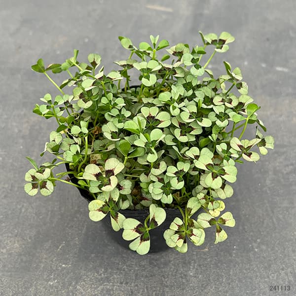 園芸ネット本店｜クローバー：四つ葉のクローバー葉色アソート