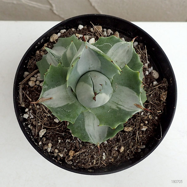 園芸ネット本店｜アガベ：王妃雷神錦（おうひらいじんにしき）3.5号 の