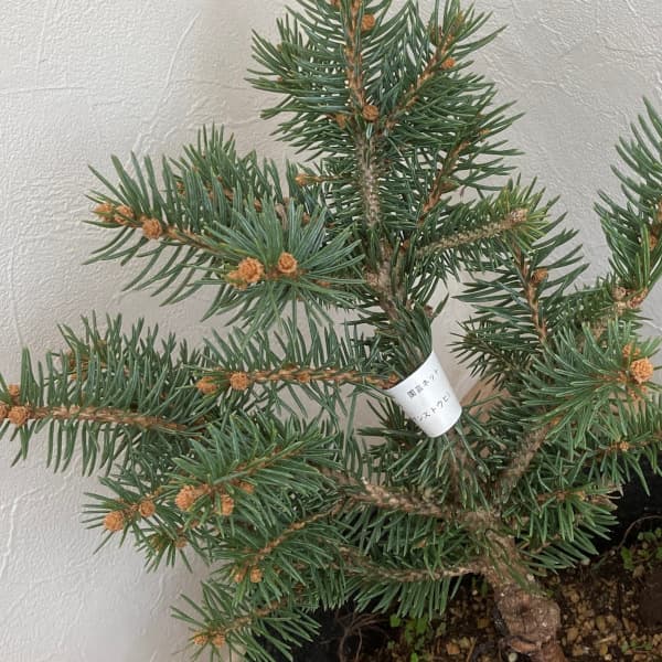 園芸ネット本店｜[送料無料]ピセアプンゲンス（プンゲンストウヒ