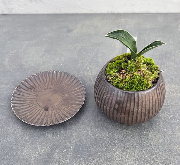 園芸ネット本店｜[ギフトに]オモト（万年青）：お多福・鉢植え／ラピス