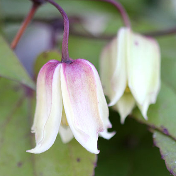 園芸ネット本店｜クレマチス：ヘンリー（原種）4.5号ポット（常緑系