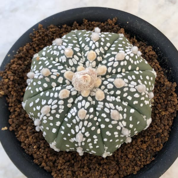 園芸ネット本店｜アストロフィツム：スーパー兜（かぶと）3号鉢植え