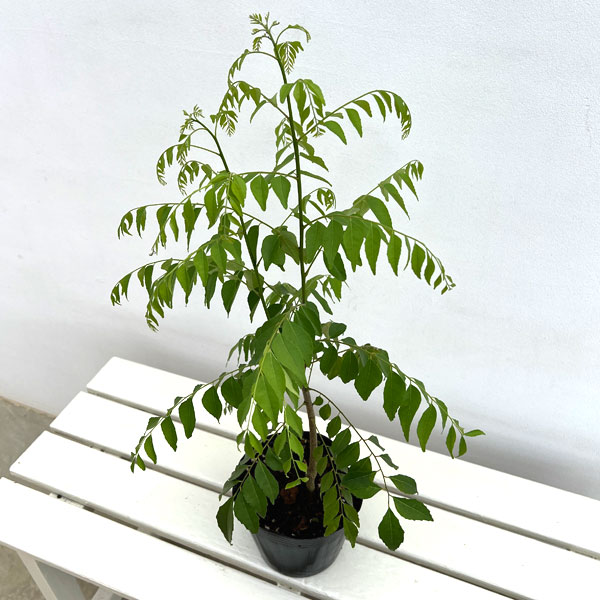 園芸ネット本店｜カレーの木5号ポット の通販【公式】