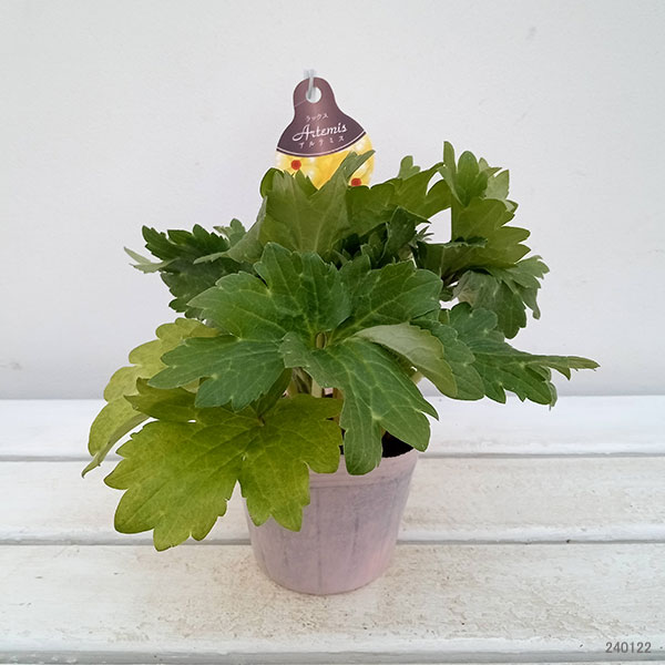 園芸ネット本店｜ラナンキュラス：ラックス アルテミス2／3.5-4号