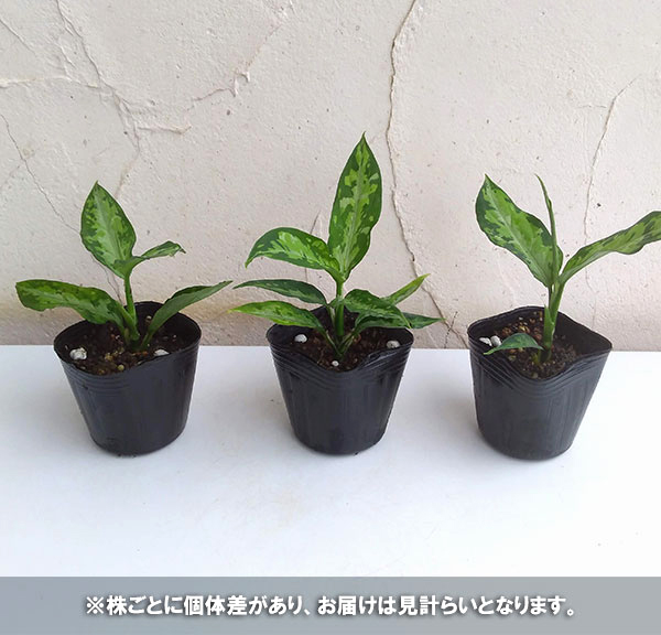 園芸ネット本店｜アグラオネマ：ピクタム トリコロール エウレカ3号