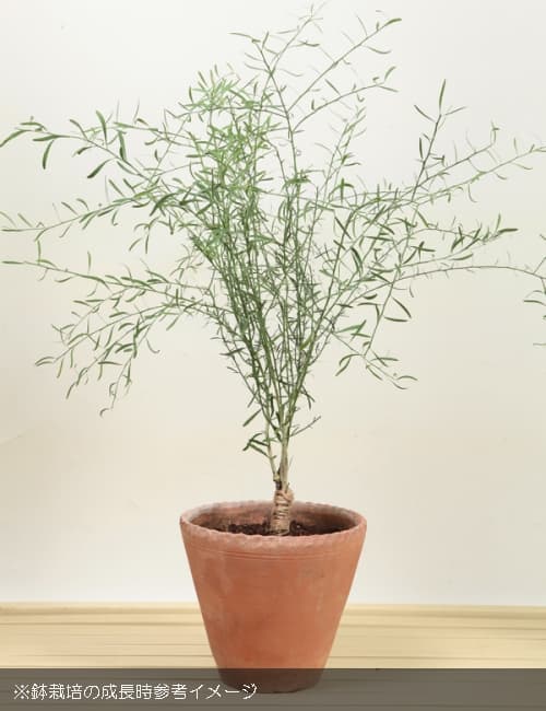 園芸ネット本店｜デザートライム4.5号ポット の通販【公式】