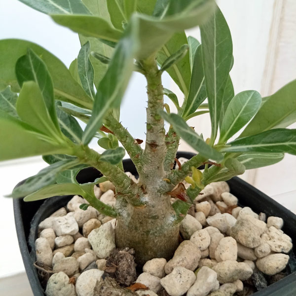 園芸ネット本店｜アデニウム：ソコトラナム（国内実生株）3.5号鉢入り