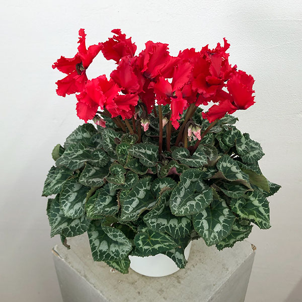 園芸ネット本店｜シクラメン：ハリオス カーリーブライトスカーレット5