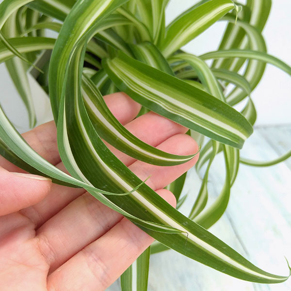 園芸ネット本店｜オリヅルラン：ボニー4号鉢植え の通販【公式】