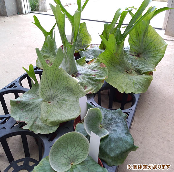 園芸ネット本店｜ビカクシダ（コウモリラン）：グランデ 3号クラフト用