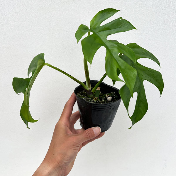 園芸ネット本店｜ヒメモンステラ3号ポット 2株セット の通販【公式】