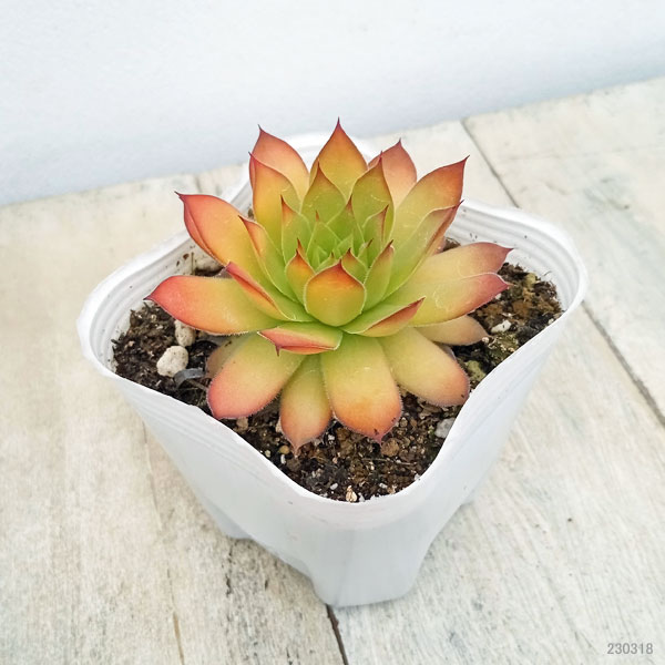 園芸ネット本店｜センペルビウム：ゴールドナゲット 3号ポット* の通販