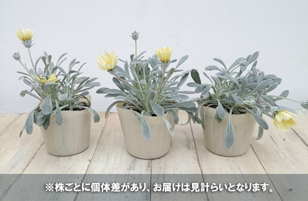 園芸ネット本店｜ガザニア：シルバーフォックス3.5号ポット の通販【公式】