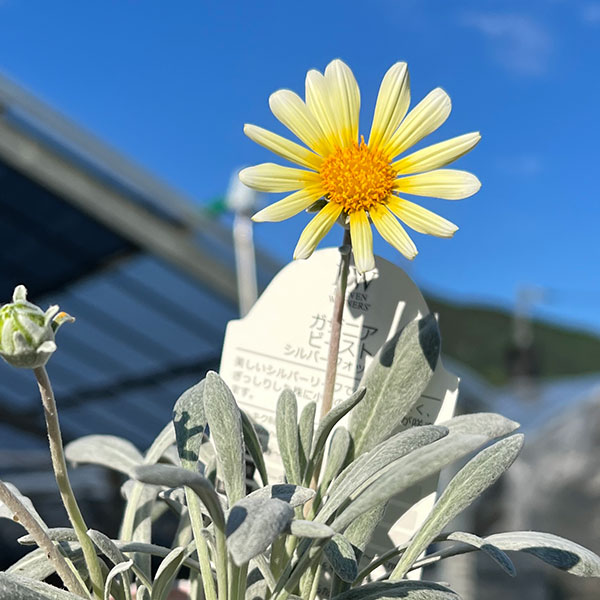 園芸ネット本店｜[26年3月中下旬予約]ガザニア：シルバーフォックス3