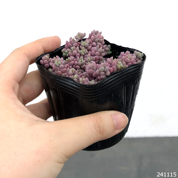 園芸ネット本店｜セダム： パープルヘイズ2.5号ポット 2株セット の