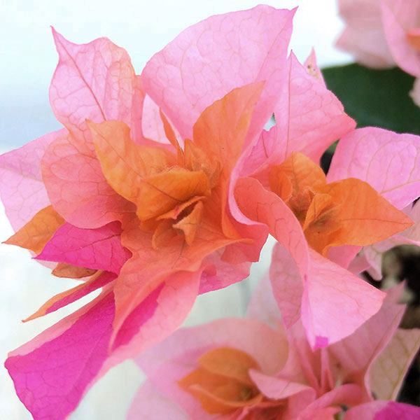 園芸ネット本店｜ブーゲンビリア八重咲き：オレンジ系3号ポット の通販