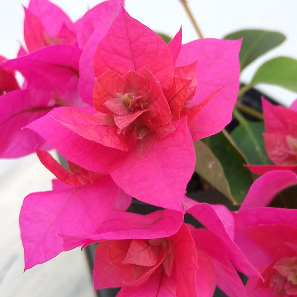 園芸ネット本店｜ブーゲンビリア八重咲き：レッド系3号ポット の通販