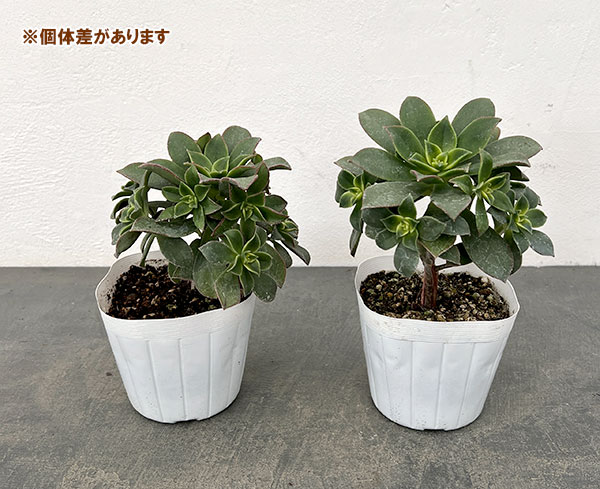 園芸ネット本店｜アエオニウム：キウイ(夕映え）3.5号ポット の通販