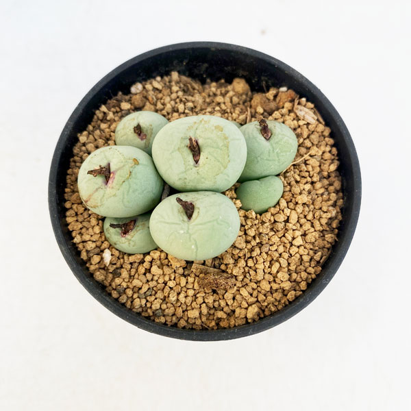 園芸ネット本店｜コノフィツム（原種系）：パゲアエ小粒 2号ポット の