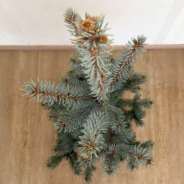 園芸ネット本店｜ピセアプンゲンス（プンゲンストウヒ）：ホプシー