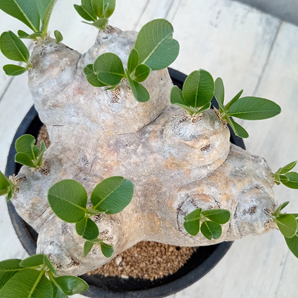 園芸ネット本店｜[ザ・ファームセレクト][送料無料]パキポディウム