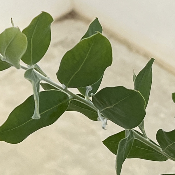 園芸ネット本店｜アカシア：パールアカシア 5号鉢植え の通販【公式】