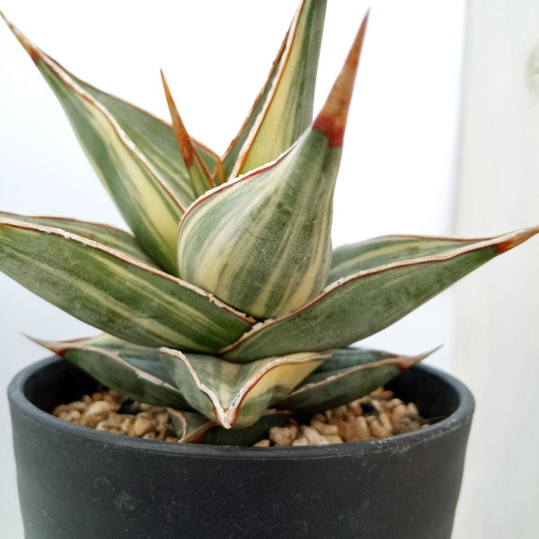 園芸ネット本店｜[送料無料]（わけあり特価）サンセベリア