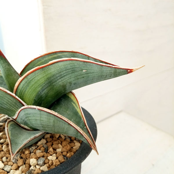 園芸ネット本店｜（わけあり特価）サンセベリア：ロリダ斑入り（S）2.5