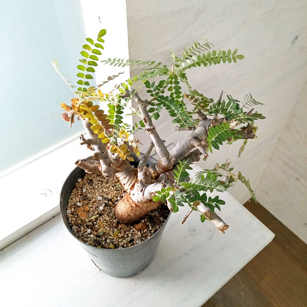 園芸ネット本店｜[送料無料]ボスウェリア：ネグレクタ6号 22-06 の通販