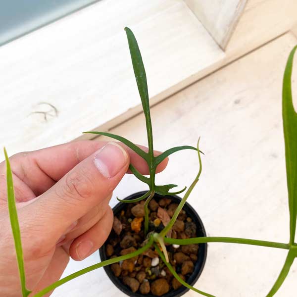 園芸ネット本店｜フィロデンドロン：ポリポディオイデス 3号 の通販