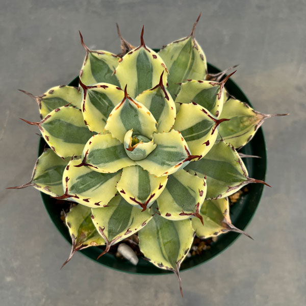 園芸ネット本店｜アガベ：スーパークラウン 5号スリット鉢22-03 の通販