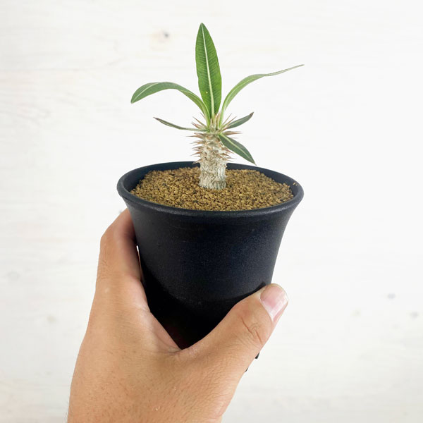 園芸ネット本店｜パキポディウム：ホロンベンセ（実生株） 3号鉢植え