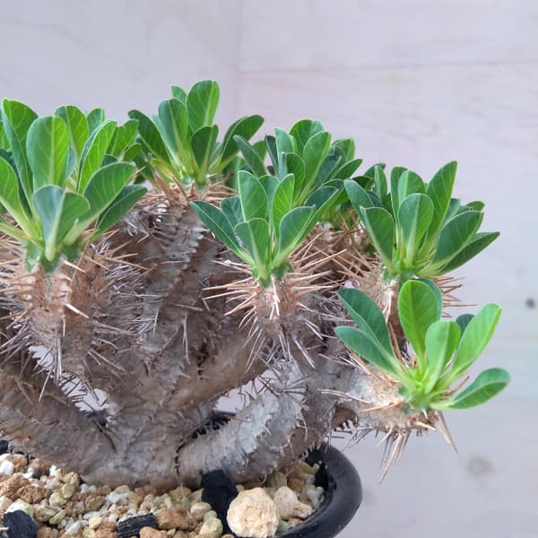 園芸ネット本店｜[ザ・ファームセレクト]ユーフォルビア