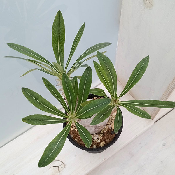 園芸ネット本店｜パキポディウム イノピナツム 3号22-02 の通販【公式】