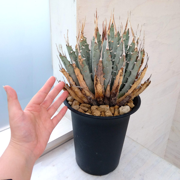 園芸ネット本店｜アガベ：ユタエンシス エボリスピナ（発根済み） 6号