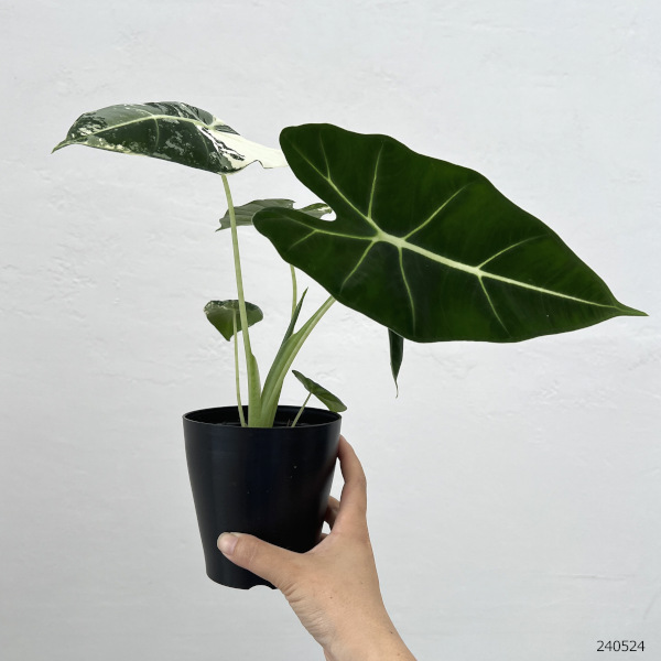 園芸ネット本店｜アロカシア：グリーンベルベット（斑入り） 3.5号鉢