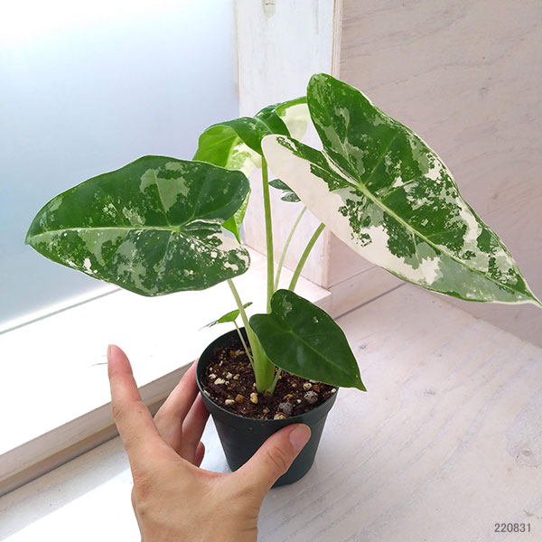 園芸ネット本店｜アロカシア：グリーンベルベット（斑入り） 3.5号鉢