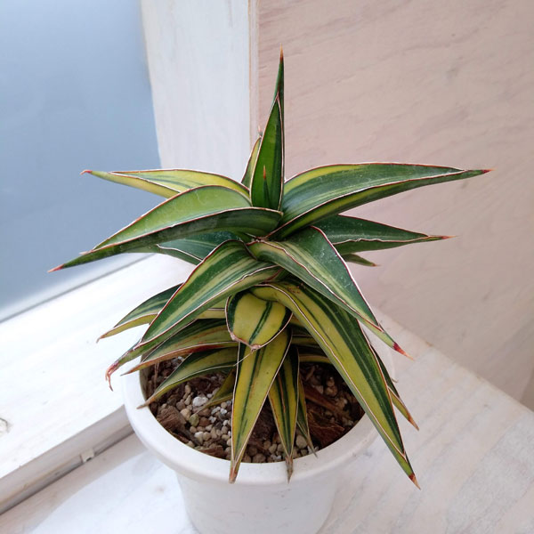 園芸ネット本店｜サンセベリア：Lav.23251 黄斑（ラブラノス23251