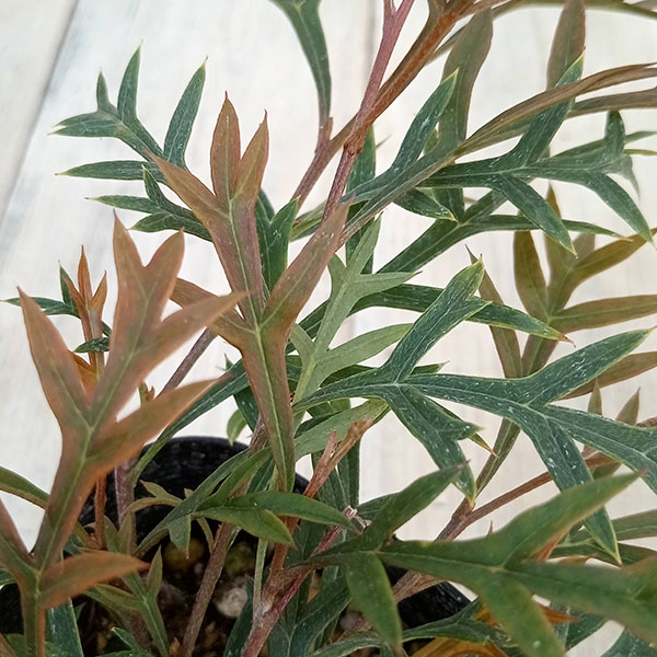 園芸ネット本店｜グレビレア：ブロンズランバー3号ポット の通販【公式】