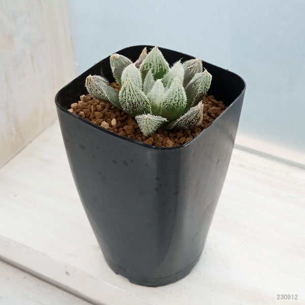 園芸ネット本店｜ハオルチア：森の妖精（シルバーボール×白銀絵巻