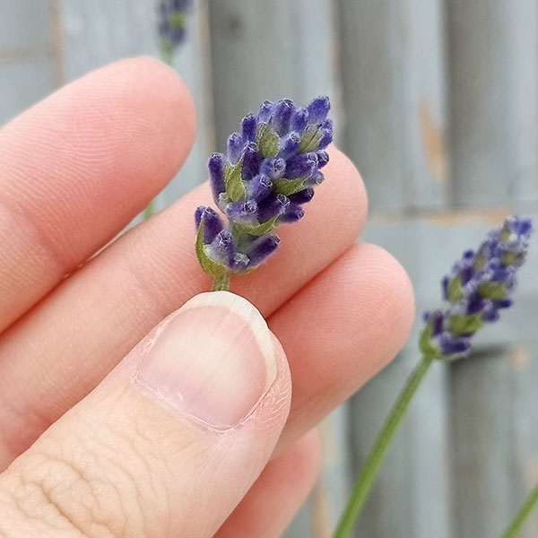 園芸ネット本店｜イングリッシュラベンダー：アヴィニョンアーリー