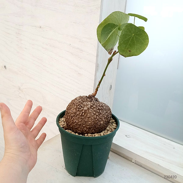 園芸ネット本店｜ステファニア：スベローサ 5号 23-04 の通販【公式】