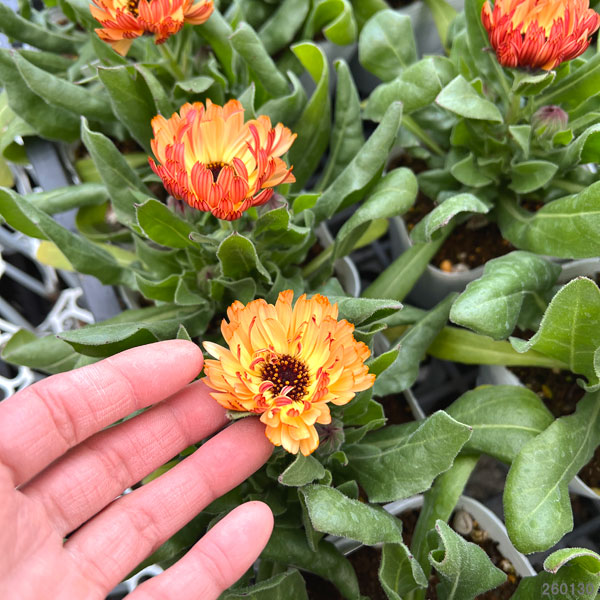 園芸ネット本店｜カレンデュラ：コーヒークリーム3.5号ポット の通販