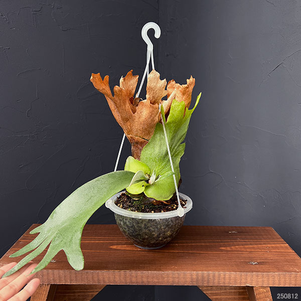 園芸ネット本店｜ビカクシダ（コウモリラン）：ウィリンキー ワイド