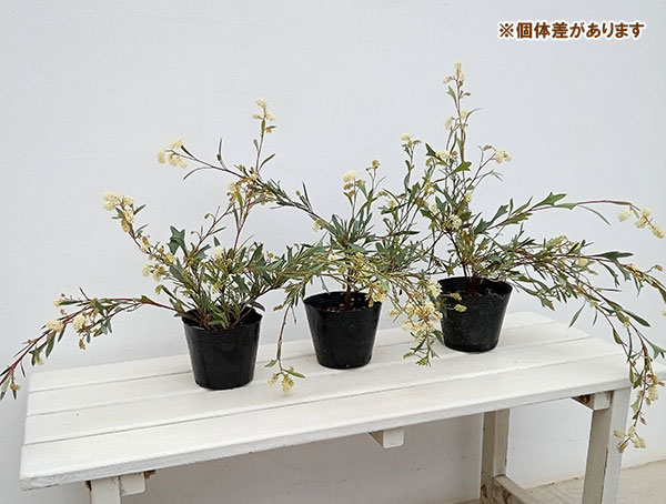 園芸ネット本店｜グレビレア：シナフェア4号ポット の通販【公式】