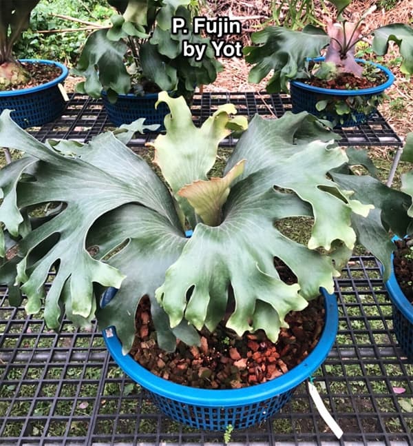 園芸ネット本店｜（わけあり特価）ビカクシダ（コウモリラン）：風神