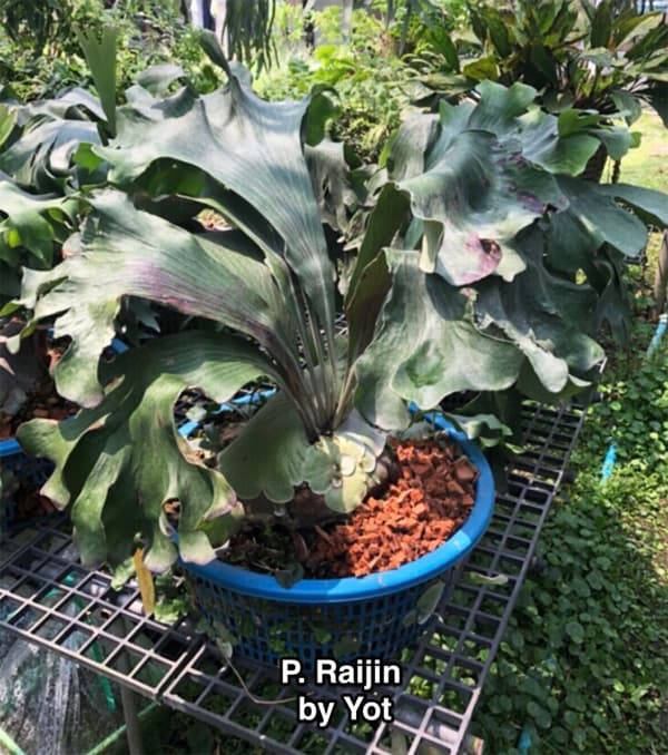 園芸ネット本店｜[送料無料]（わけあり特価）ビカクシダ（コウモリラン