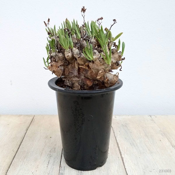園芸ネット本店｜チレコドン：レティキュラーツス(万物想) 3.5号23-02