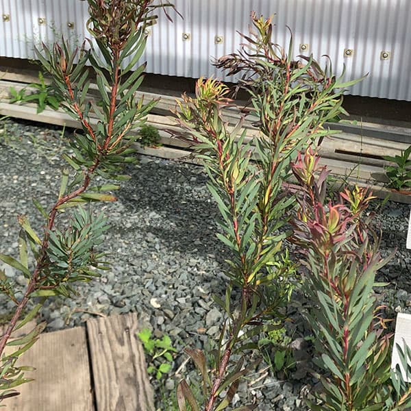 園芸ネット本店｜リューカデンドロン：ジプシーレッド 6号鉢植え の