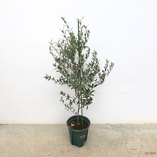 園芸ネット本店｜オリーブ：セントキャサリン 8号鉢植え* の通販【公式】